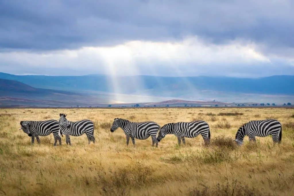 Zebras in Tanzania